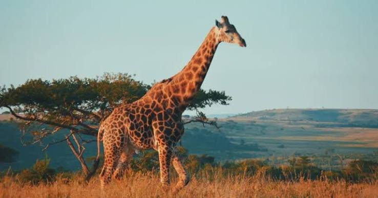South Africa Tour