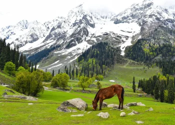 things-to-do-in-kashmir-6798e5e9ba-4clgrl-webp-6a54ee6e99-1752058771946